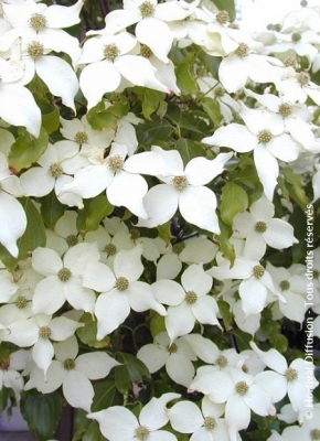 Cornus kousa var. chinensis \